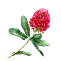 Red Clover